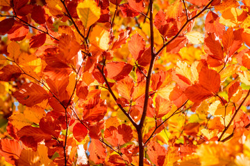 Naklejka na ściany i meble Blätter im Herbst