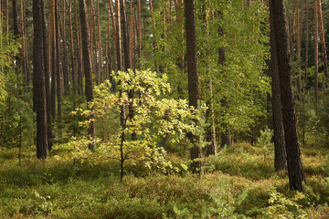 Autumnal tree in czech Machuv kraj region on 28th September 2018
