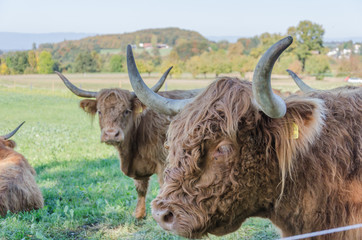 Flock of Scottish highland cattle on grassy meadow in Switzerland