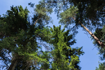 Pine tree forest in August in in Latvia, bottom up view