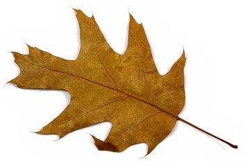 braunes blatt laub roteiche isoliert auf weißem hintergrund