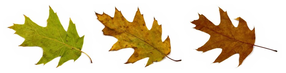 verschiedene farbtöne der roteichen blätter im herbst