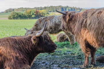 Flock of Scottish highland cattle on grassy meadow in Switzerland