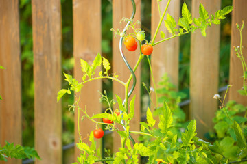Tomaten Strauch Kirschtomaten