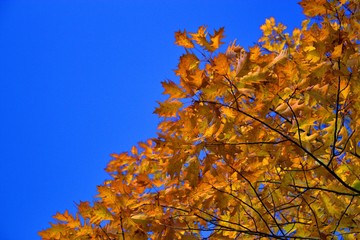 herbstlicher baum mit gold gelben blättern bei klarem himmel