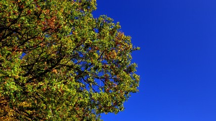 blauer himmel und herbstlicher baum