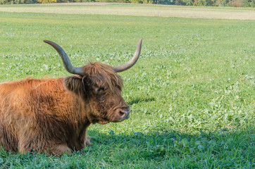 Flock of Scottish highland cattle on grassy meadow in Switzerland