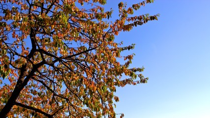 sonniger tag im herbst bei wolkenlosem himmel