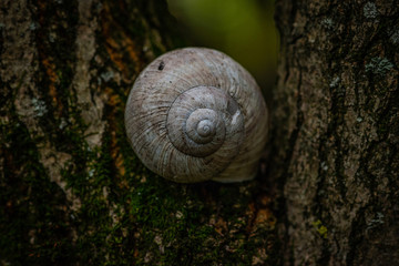 snail on a branch