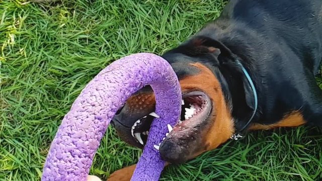 Big dog play with ring toy