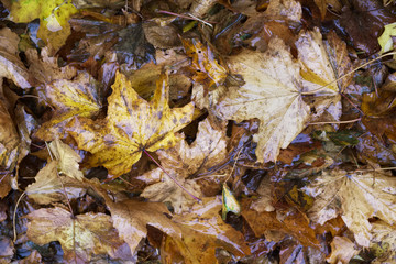 Wet autumn leaves orange brown seasonal colour close up view from above