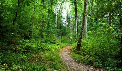 Fototapeta na wymiar path in the green forest