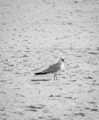 Birds over the beach