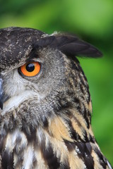 Portrait of an eurasian eagle owl