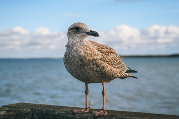 Sitting seagull with sea in the background
