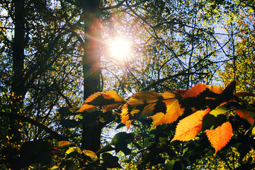 Forest Landscape with Tree Leaves and Branches on Sunny Fall Season Day. Autumn Scene with Colorful Orange Leaves and Sun Shining through Sky Background. Scenic Golden Autumn Photo