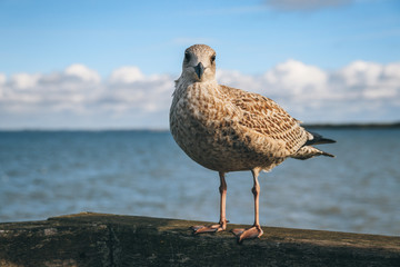 Sitting seagull with sea in the background