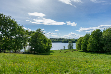 Paisagem vista de cima. &Aacute;rvores, rio e animais a pastar.
