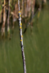 la d&eacute;prim&eacute;e sur la tige 