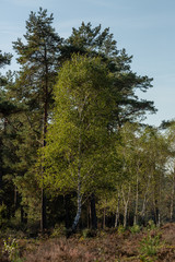 Birch tree at the edge of a pine tree forest and moorland