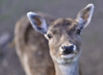 Deer in public park during autumn season at a sunny day