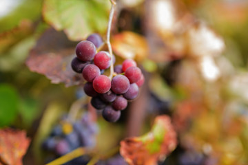 Blue grape cluster against sunlight closeup view