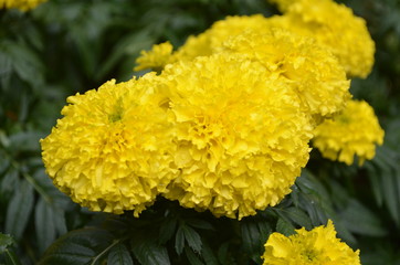 Yellow Flowers in Garden