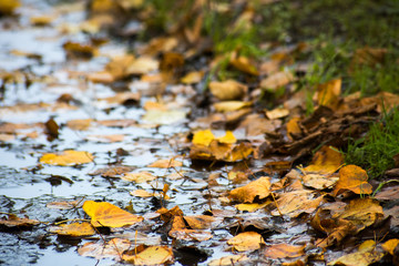 Autumn dirty leaves in a puddle