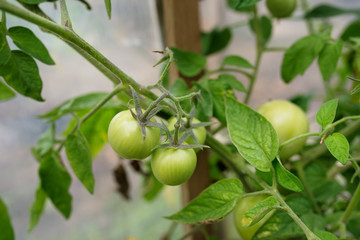 In modern polycarbonate greenhouses grow pepper seedlings
