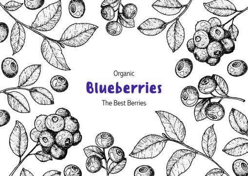 Blueberries frame vector illustration. Hand drawn berries. Vintage style design. Organic food, healthy food.