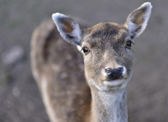 Deer in public park during autumn season at a sunny day