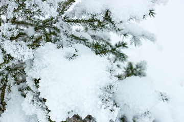 Fir covered with snow after the snowfall outdoors in the forest on white snowy background, copy space. Christmas and new year festive concept. Beautiful winter season background. Soft selective focus.