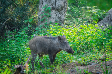 Wild boar roaming in a beautiful green background in a rainy season at Ranthambore National Park, India