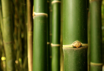 Obraz premium Closed up green bamboo tree trunk of the bamboo forest in Thailand, selective focus and blurred background 