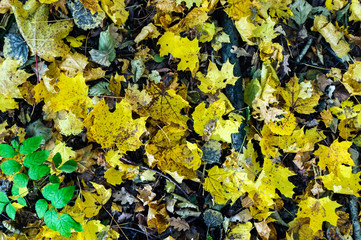 Colorful and bright background made of fallen autumn leaves