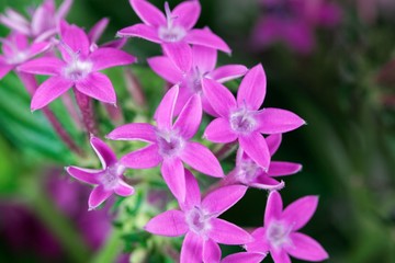 Obraz premium Egyptian starcluster (Pentas lanceolata)