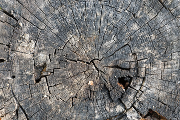 old wood cut texture ring background