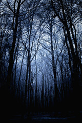 Dark winter forest background as a symbol of loneliness, depression and sadness.
