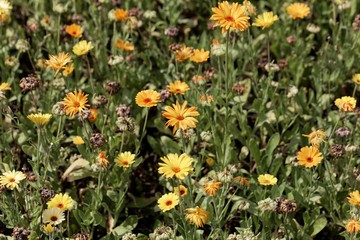 Flowers of common marigold (Calendula officinalis
