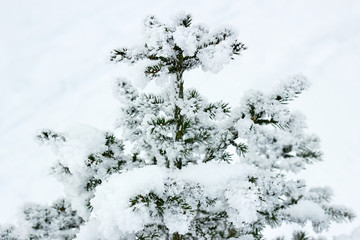Obraz premium Fir covered with snow after the snowfall outdoors in the forest on white snowy background, copy space. Christmas and new year festive concept. Beautiful winter season background. Soft selective focus.