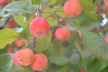 Red fruit