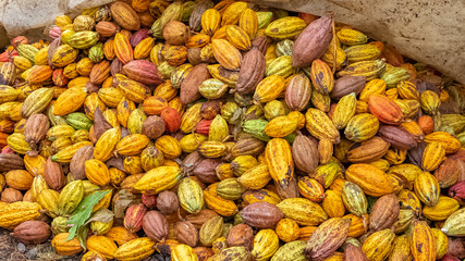 Cacao pods in Sao Tome and Principe, heap of pods of cocoa drying 
