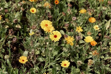 Flowers of common marigold (Calendula officinalis)