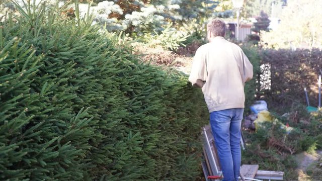 junger Mann schneidet Tannenhecke Zeitraffer