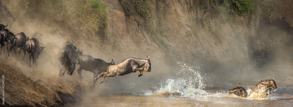 Wall mural wildebeests are crossing mara river. great migration. kenya. tanzania. maasai mara national park.