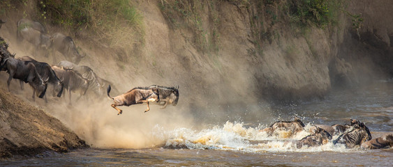 Wildebeests are crossing  Mara river. Great Migration. Kenya. Tanzania. Maasai Mara National Park. © gudkovandrey
