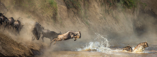 Gnus überqueren den Mara-Fluss. Große Migration. Kenia. Tansania. Masai Mara Nationalpark.