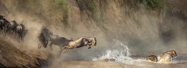 Gnus überqueren den Mara-Fluss. Große Migration. Kenia. Tansania. Masai Mara Nationalpark. © gudkovandrey