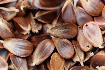 Beechnuts of a European beech tree
