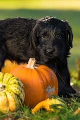 Little black puppy with pumpkins in autumn nature